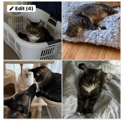 Lost Male Cat last seen Craig Drive, Emerald Isle, NC 28594