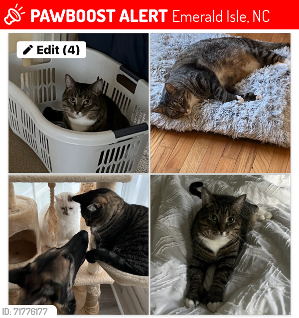 Lost Male Cat last seen Craig Drive, Emerald Isle, NC 28594