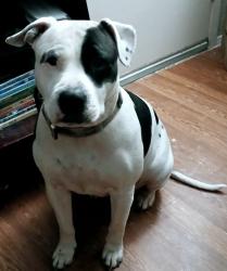 Lost Female Dog last seen Broadway Blvd and Guthrie in Garland, Tx, Garland, TX 75043
