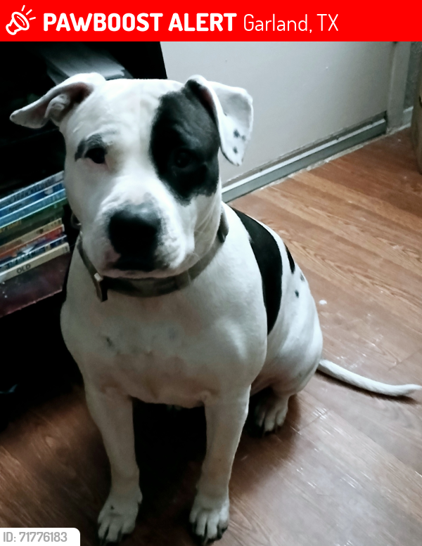 Lost Female Dog last seen Broadway Blvd and Guthrie in Garland, Tx, Garland, TX 75043