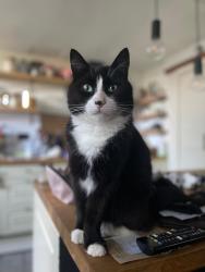 Lost Male Cat last seen Wright Street , Weir, England OL13