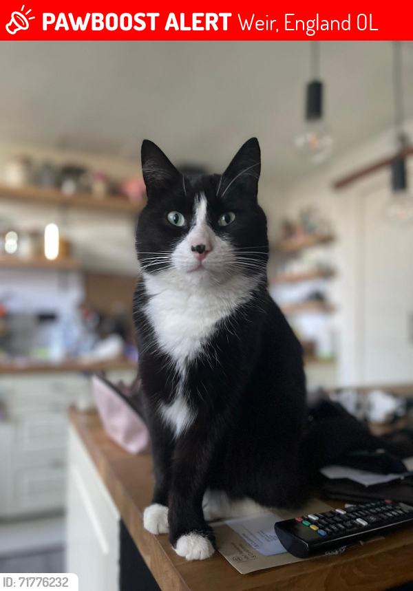 Lost Male Cat last seen Wright Street , Weir, England OL13