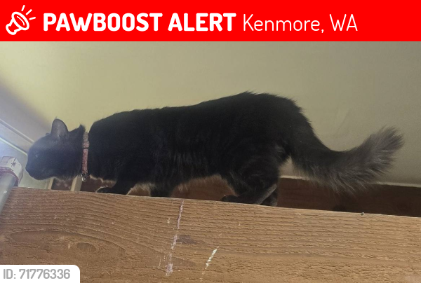 Lost Male Cat last seen NE Arrowhead DR, Kenmore, WA 98028