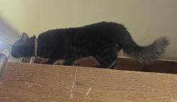 Lost Male Cat last seen NE Arrowhead DR, Kenmore, WA 98028