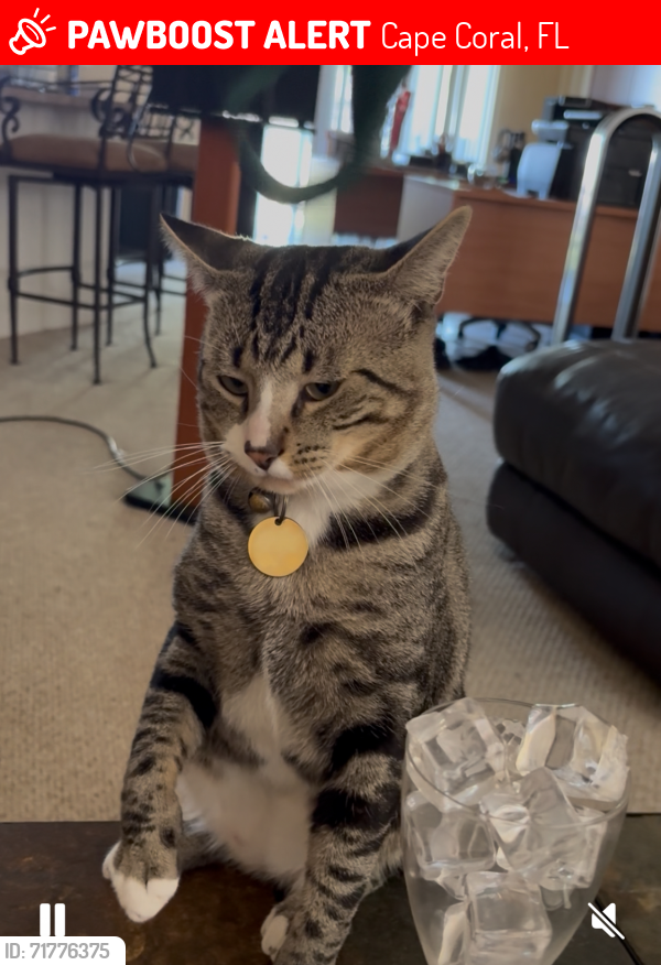 Lost Male Cat last seen Eldorado Pkwy/Embers Pkwy , Cape Coral, FL 33991