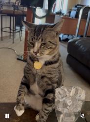 Lost Male Cat last seen Eldorado Pkwy/Embers Pkwy , Cape Coral, FL 33991