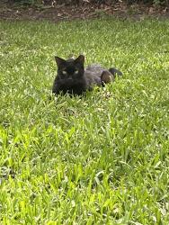 Lost Male Cat last seen San Jose Blvd - Miramar, Jacksonville, FL 32207