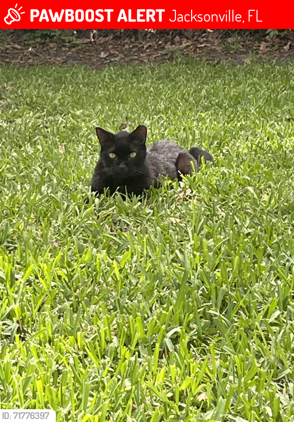 Lost Male Cat last seen San Jose Blvd - Miramar, Jacksonville, FL 32207