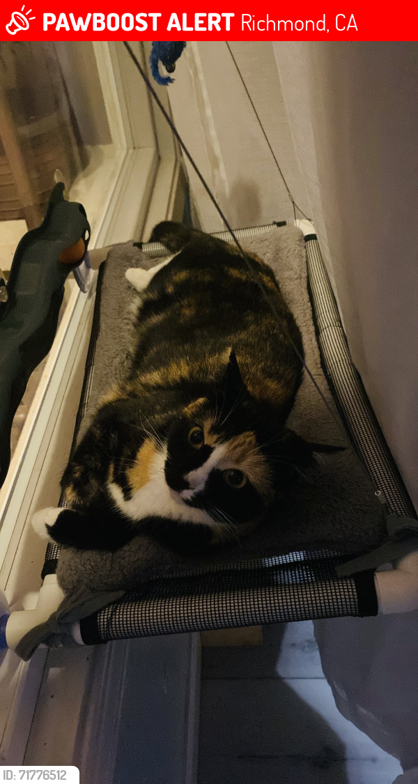 Lost Female Cat last seen 16th street, Richmond, CA 94801