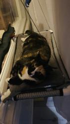 Lost Female Cat last seen 16th street, Richmond, CA 94801