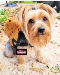 Lost Female Dog last seen Near Forest Trails Dr. Houston, TX 77084, Houston, TX 77084