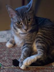 Lost Female Cat last seen Near Turner st , Maryville, TN 37801