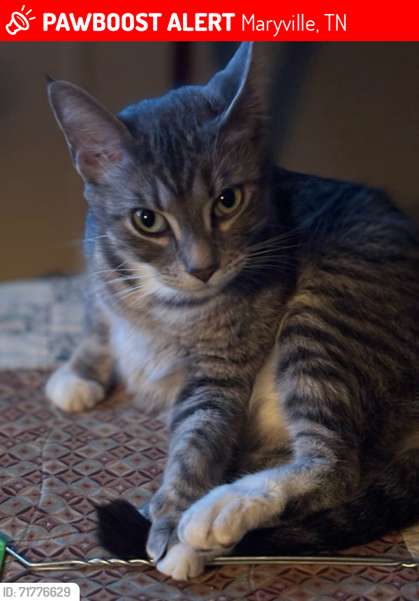 Lost Female Cat last seen Near Turner st , Maryville, TN 37801