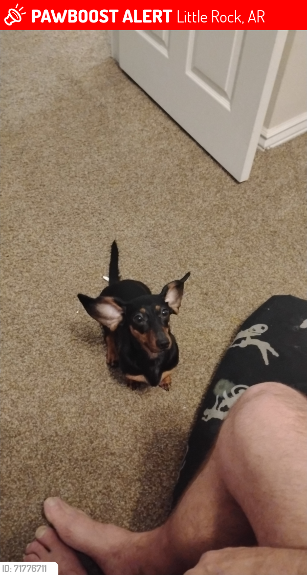 Lost Female Dog last seen Autozone, Little Rock, AR 72204
