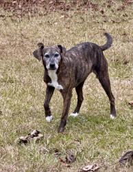 Lost Female Dog last seen Leslie lane Swansboro nc, Swansboro, NC 28584