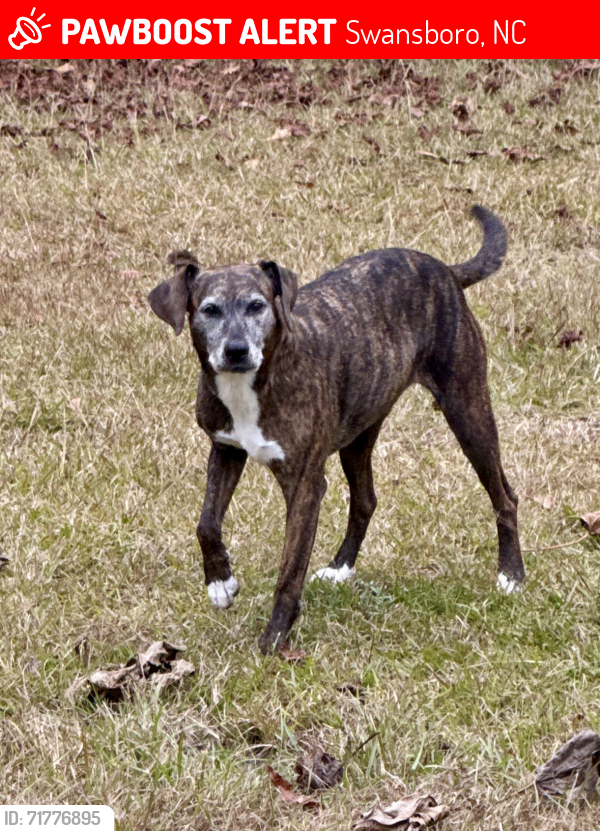 Lost Female Dog last seen Leslie lane Swansboro nc, Swansboro, NC 28584