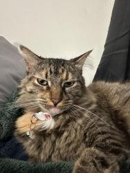 Lost Female Cat last seen Close St and Du Page , Whittier, CA 90605