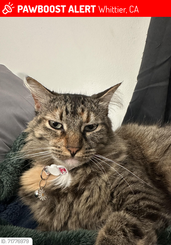 Lost Female Cat last seen Close St and Du Page , Whittier, CA 90605