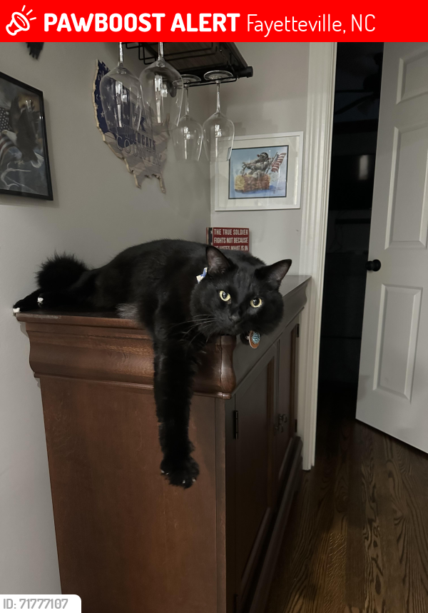 Lost Male Cat last seen Queensberry Dr and Quarry , Fayetteville, NC 28303