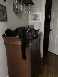 Lost Male Cat last seen Queensberry Dr and Quarry , Fayetteville, NC 28303