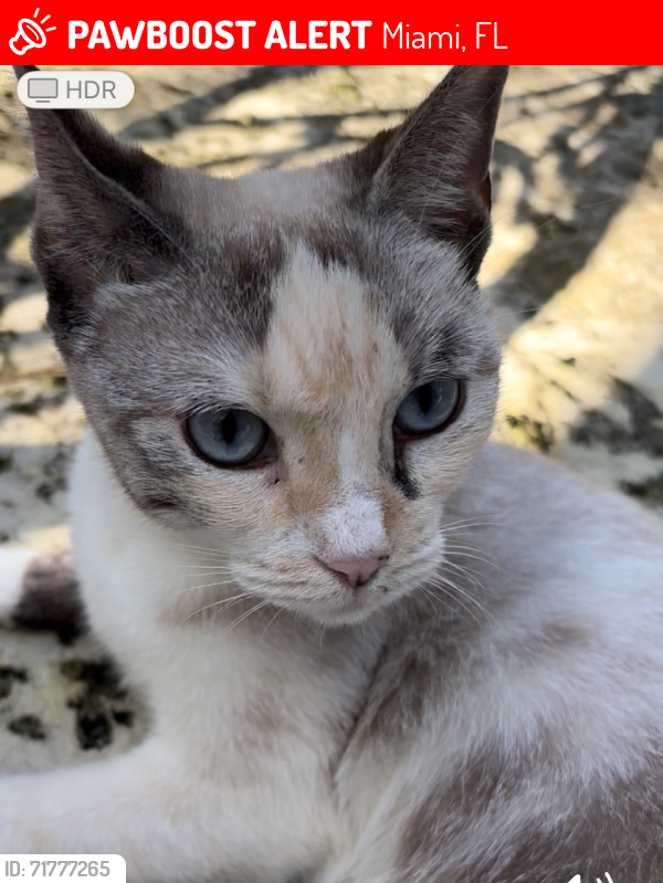 Lost Female Cat last seen SW 62nd Court Miami, Miami, FL 33155