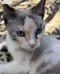 Lost Female Cat last seen SW 62nd Court Miami, Miami, FL 33155