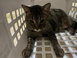 Lost Male Cat last seen SIMCOE AND WENTWORTH, Oshawa, ON L1H