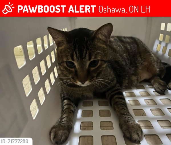 Lost Male Cat last seen SIMCOE AND WENTWORTH, Oshawa, ON L1H
