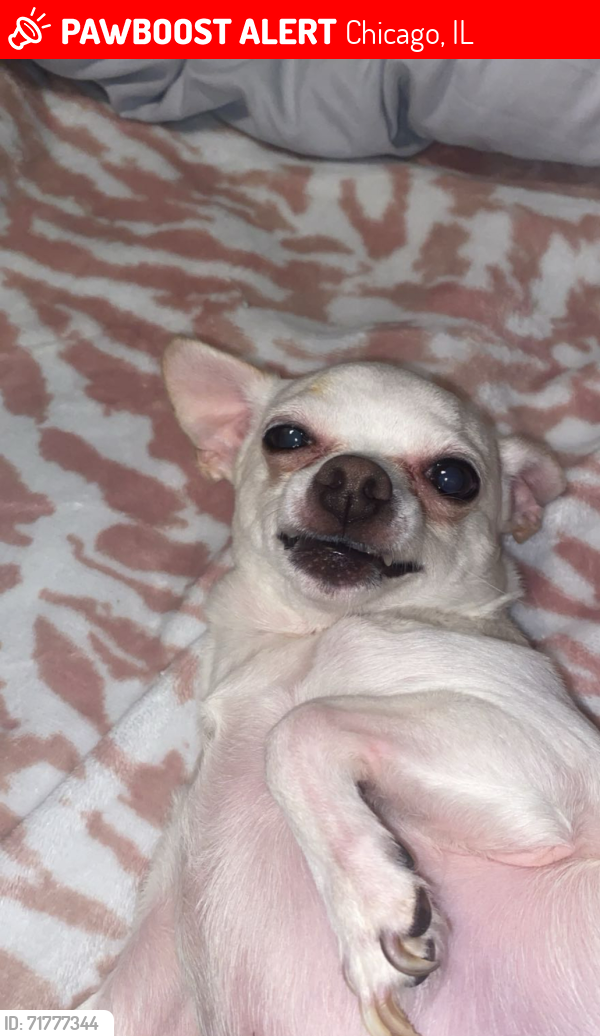 Lost Female Dog last seen Near s Loomis street , Chicago, IL 60608