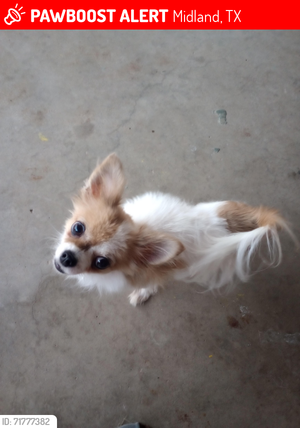 Lost Female Dog last seen West nobles , Midland, TX 79701