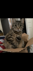 Lost Female Cat last seen Niceville animal clinic,dropped her off to be boarded , Niceville, FL 32578