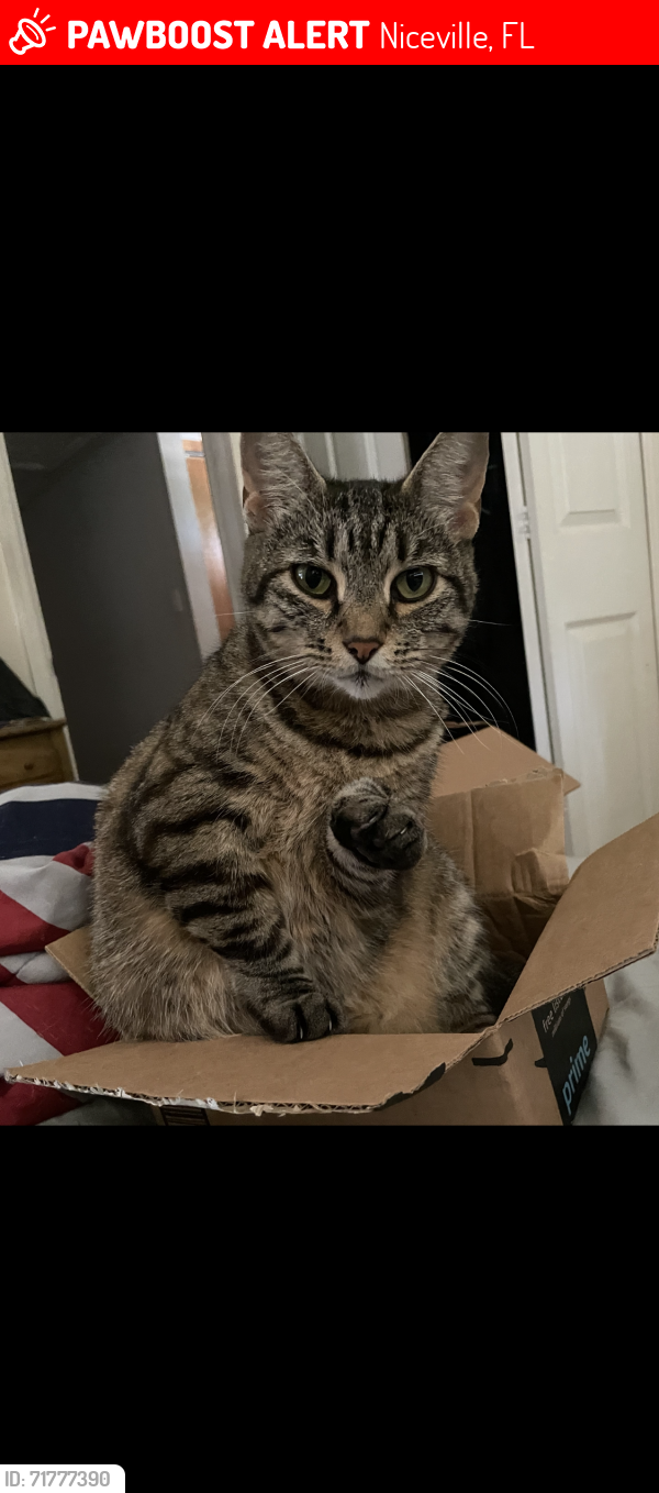 Lost Female Cat last seen Niceville animal clinic,dropped her off to be boarded , Niceville, FL 32578