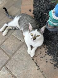 Lost Female Cat last seen Baywind Point & Pearlman Way, San Diego, CA 92130