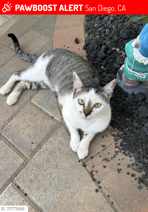 Lost Female Cat last seen Baywind Point & Pearlman Way, San Diego, CA 92130