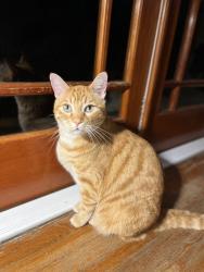Lost Male Cat last seen Orange Grove & Michigan, Pasadena, CA 91104