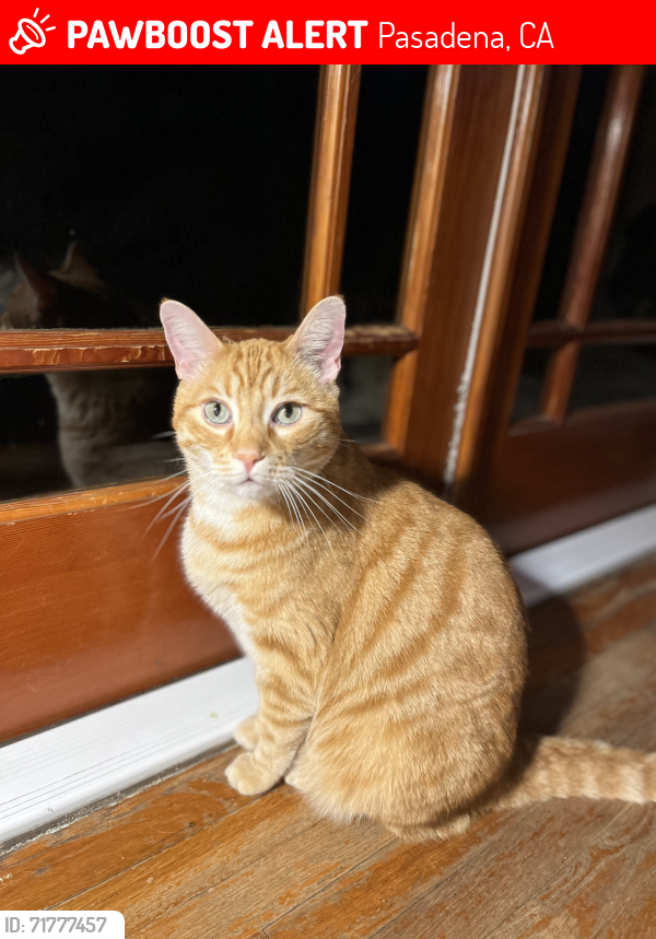 Lost Male Cat last seen Orange Grove & Michigan, Pasadena, CA 91104