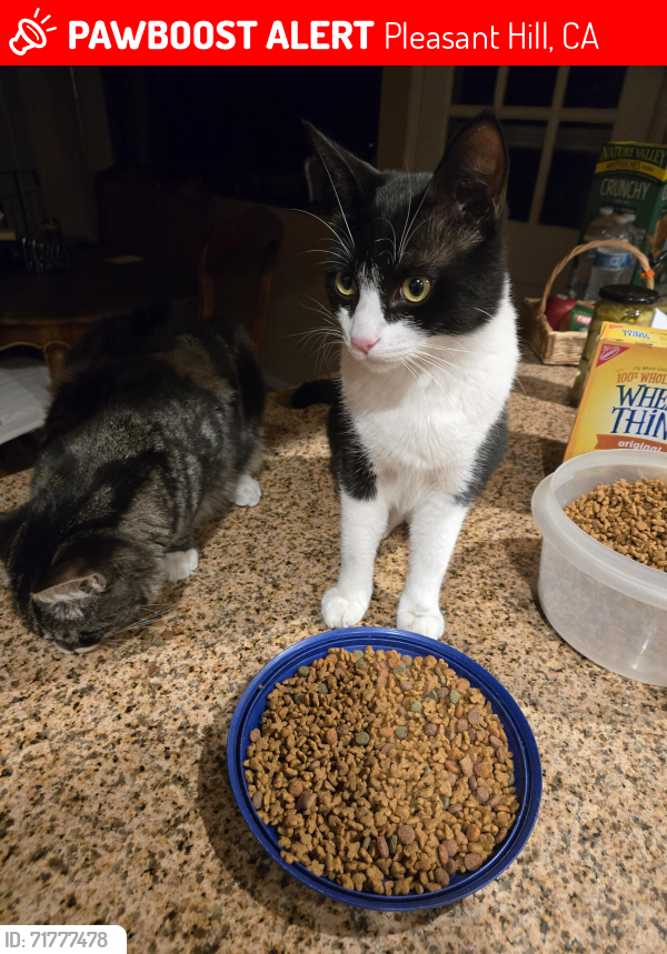 Lost Male Cat last seen Ruth Drive, Pleasant Hill, CA 94523