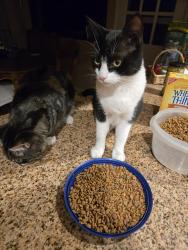 Lost Male Cat last seen Ruth Drive, Pleasant Hill, CA 94523