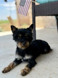 Lost Female Dog last seen Bronco Rd/Filly Rd , Hockley County, TX 79407