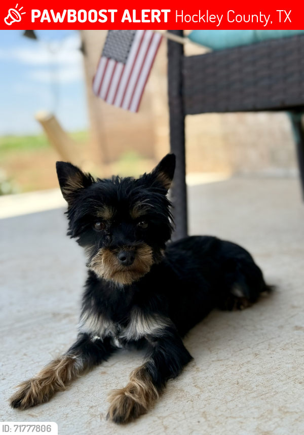 Lost Female Dog last seen Bronco Rd/Filly Rd , Hockley County, TX 79407