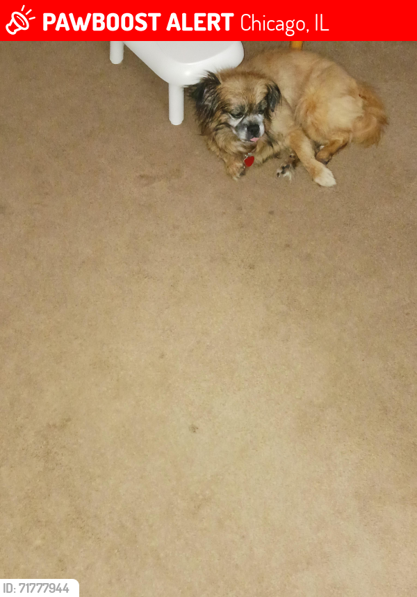 Lost Male Dog last seen Near S. Michigan, Chicago, IL 60628, Chicago, IL 60628