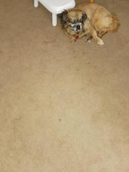 Lost Male Dog last seen Near S. Michigan, Chicago, IL 60628, Chicago, IL 60628