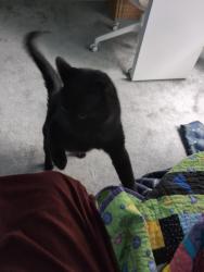 Lost Male Cat last seen Fort Grant Dr and Phoenix Way , Round Rock, TX 78665