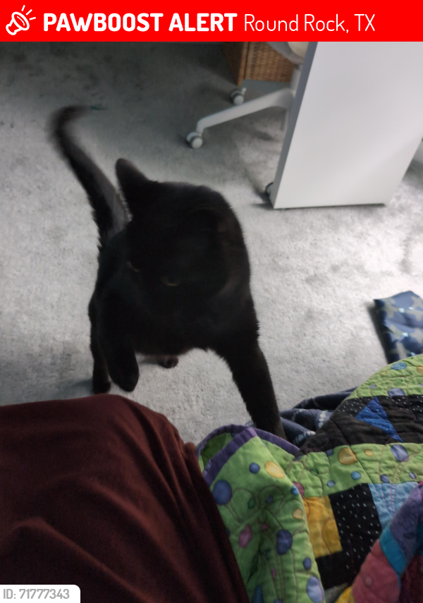 Lost Male Cat last seen Fort Grant Dr and Phoenix Way , Round Rock, TX 78665
