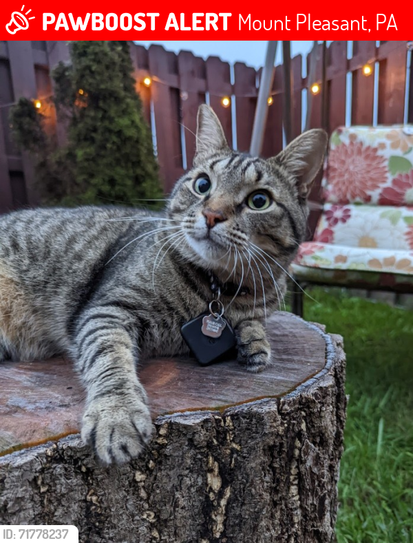 Lost Male Cat last seen Near Washington Street Mount Pleasant PA 15667, Mount Pleasant, PA 15666