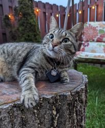 Lost Male Cat last seen Near Washington Street Mount Pleasant PA 15667, Mount Pleasant, PA 15666