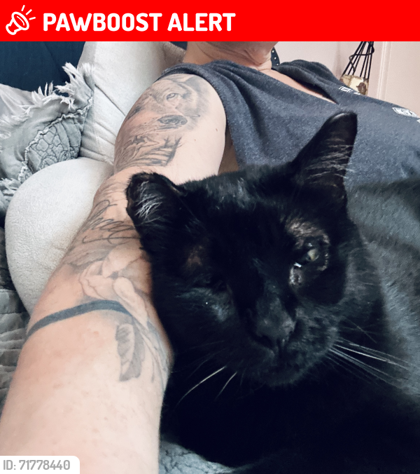 Lost Female Cat last seen Linwood Terrace, Carpenter Rd, Glenn, Curie Cranbury Cross Road, North Brunswick Township, NJ 08902