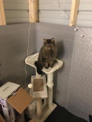 Lost Female Cat last seen Weaverville Rd near Centreville Luncheon, Woodfin, NC 28804