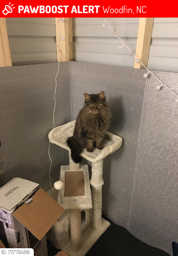 Lost Female Cat last seen Weaverville Rd near Centreville Luncheon, Woodfin, NC 28804