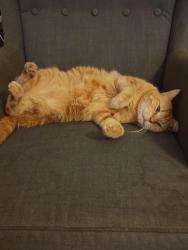 Lost Male Cat last seen Washington Street Hilton SA 5033, Hilton, SA 5033